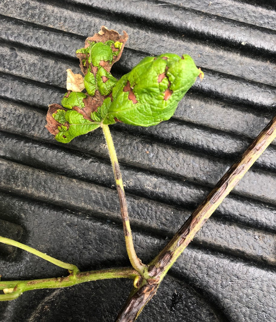 Anthracnose
